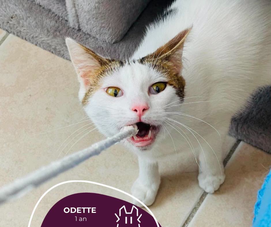ODETTE : femelle – 1 an
