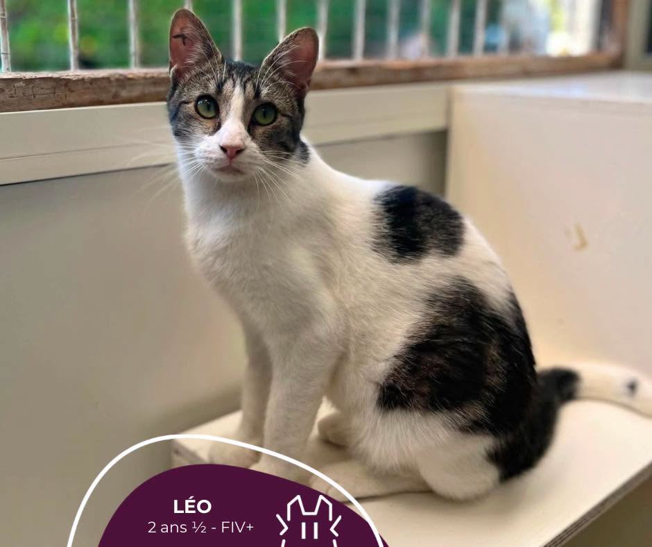LÉO : mâle – 2 ans 1/2- FIV+