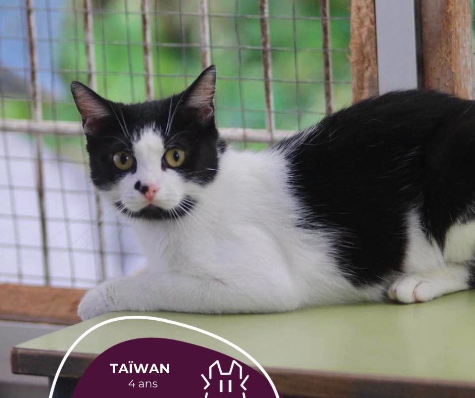 TAÏWAN : femelle – 4 ans.