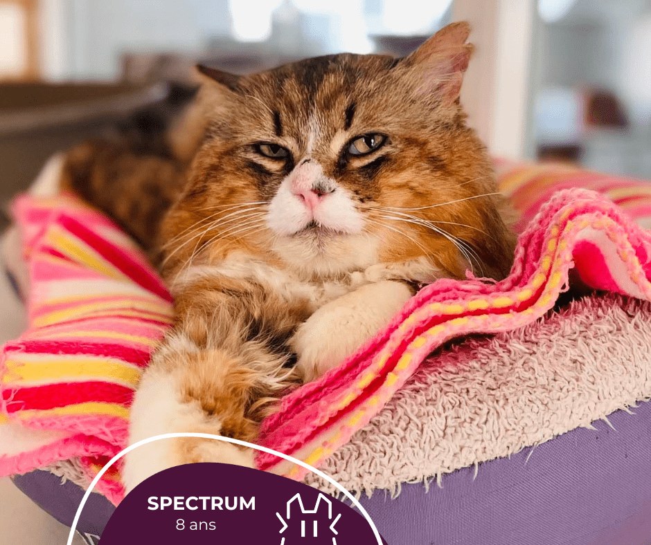SPECTRUM : mâle – 8 ans – FIV +