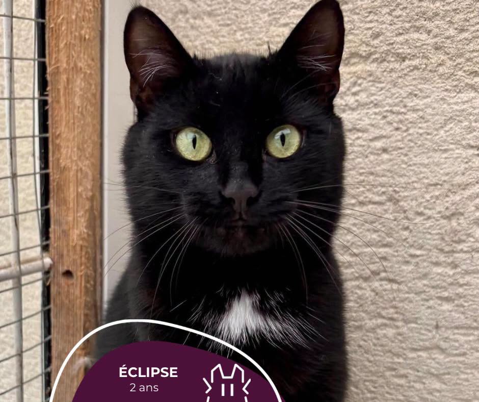 ÉCLIPSE : mâle – 2 ans