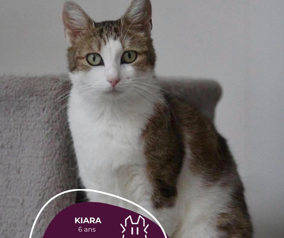 KIARA : femelle – 6 ans.