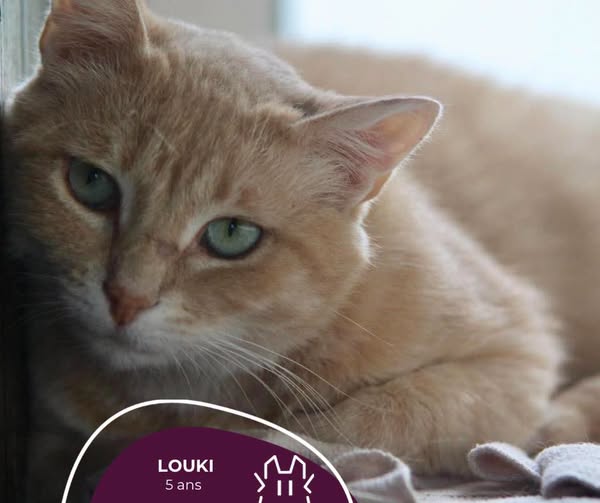 LOUKI : mâle – 5 ans